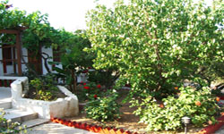 apricot tree just outside the rooms